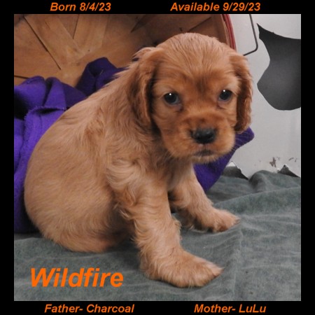 puppy, for, sale, Cocker Spaniel, Joe & Cherri  Overlease, dog, breeder, Miller, MO, dog-breeder, puppy-for-sale, forsale, nearby, find, puppyfind, locator, puppylocator, aca